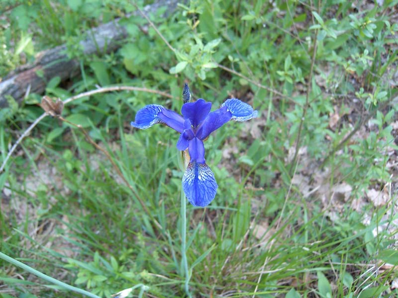 Iris sibirica / Giaggiolo siberiano
